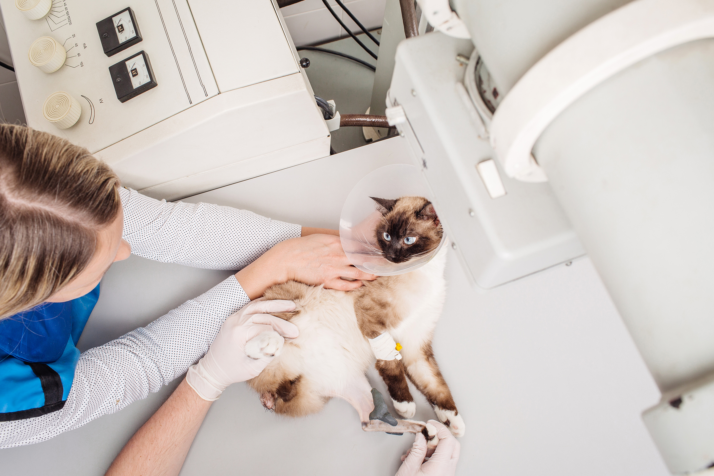 Использование рентгенологии в дентальной практике у ветеринара.