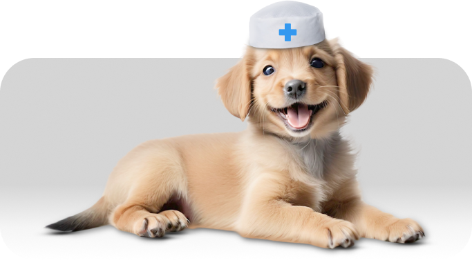 Неврологические заболевания у животных: как распознать первые симптомы