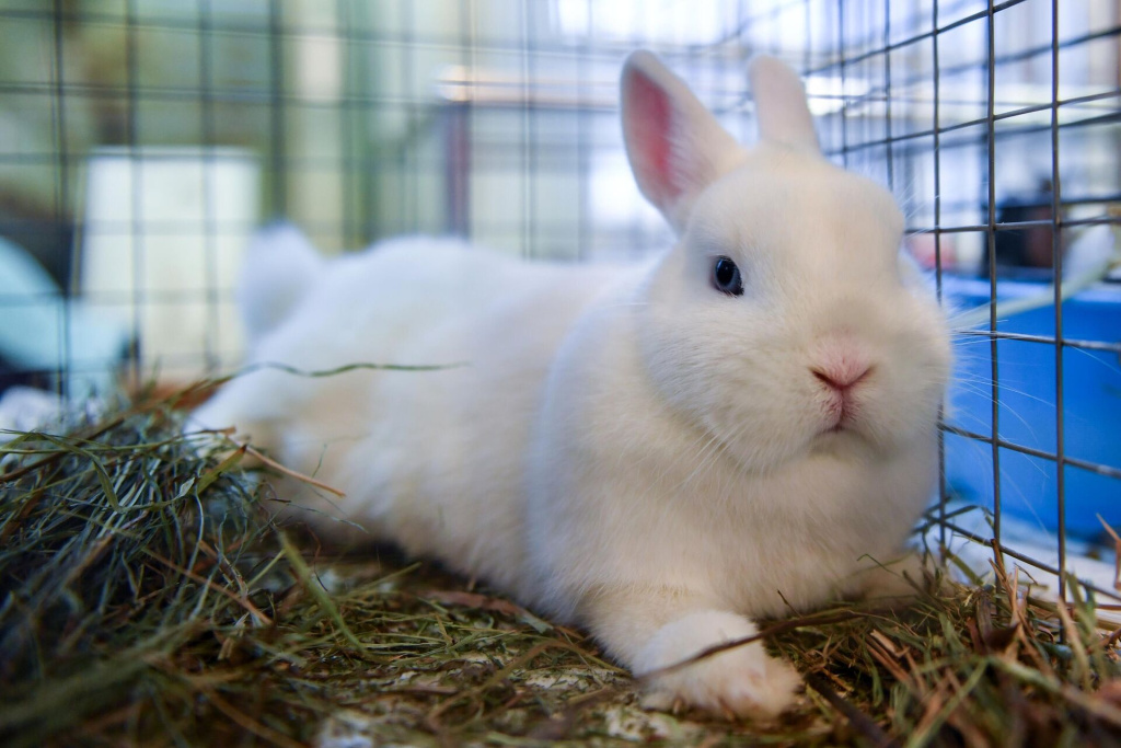 Два кролика в одной клетке: каковы последствия