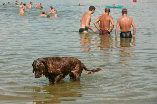 Собачий лай признали основанием для взыскания компенсации с хозяина питомца