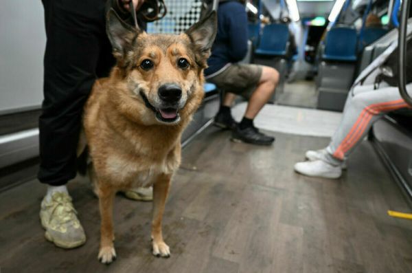 В России пропавших собак предлагают искать по морде В России пропавших собак предлагают искать по морде