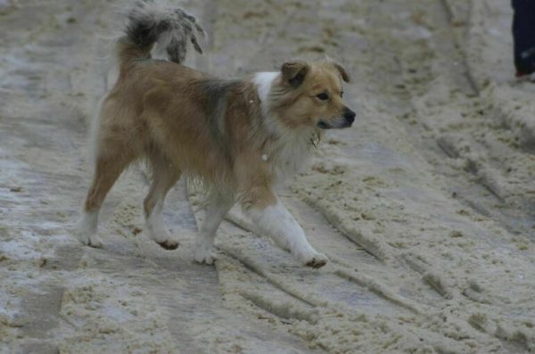 Законопроект о расширении полномочий зоозащитников направят в кабмин