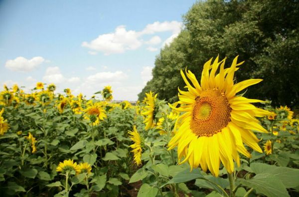 Определение фитомелиорации хотят закрепить в законе