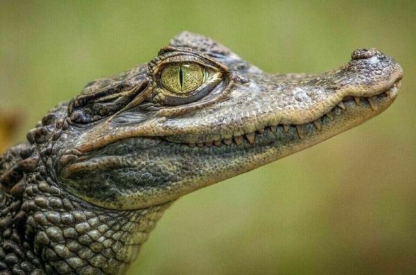 За крокодила и скорпиона в квартире хотят штрафовать За крокодила и скорпиона в квартире хотят штрафовать