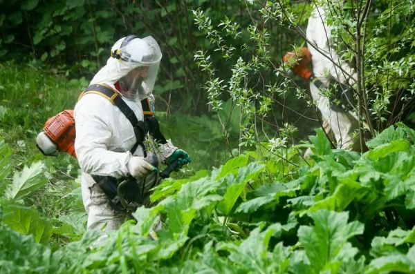 В Госдуме предложили обсудить повышение штрафов за отсутствие борьбы с борщевиком
