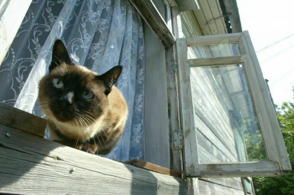  За пропаганду жестокого обращения с животными предложили ввести штраф