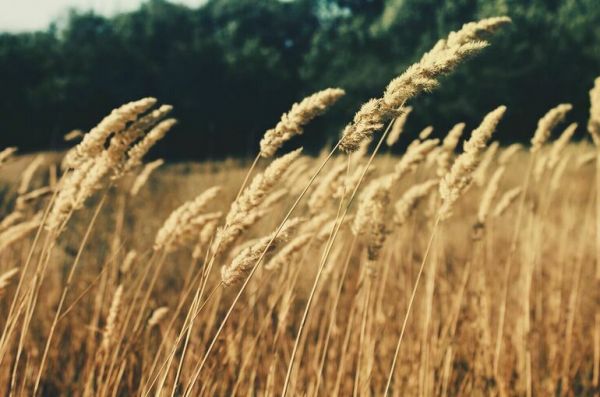 Зерновая сделка приостановлена. Что дальше? Зерновая сделка приостановлена. Что дальше?