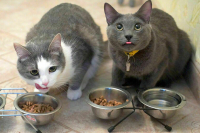 Срок выплаты детских пособий предлагают продлить Срок выплаты детских пособий предлагают продлить