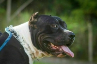 Объекты защиты в новых регионах хотят переводить на новые правила с 2028 года Объекты защиты в новых регионах хотят переводить на новые правила с 2028 года