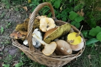 Слуцкий: Россия не выходит из ДВЗЯИ, а лишь отзывает ратификационную грамоту Слуцкий: Россия не выходит из ДВЗЯИ, а лишь отзывает ратификационную грамоту