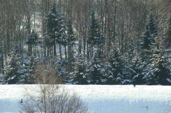 Лесной кодекс дополнят нормами об использовании лесов для изысканий Лесной кодекс дополнят нормами об использовании лесов для изысканий