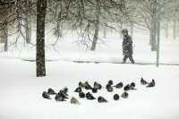 В ЛДПР предложили определить форму господдержки писателей