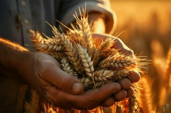 Кабмин попросят обнулить экспортные пошлины на зерно Кабмин попросят обнулить экспортные пошлины на зерно