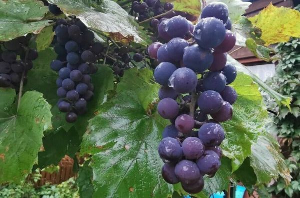 Виноделам предложили позволить строить гостиницы на земле сельхозназначения