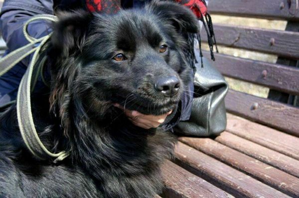 Кто защитит права Шариков и Бобиков