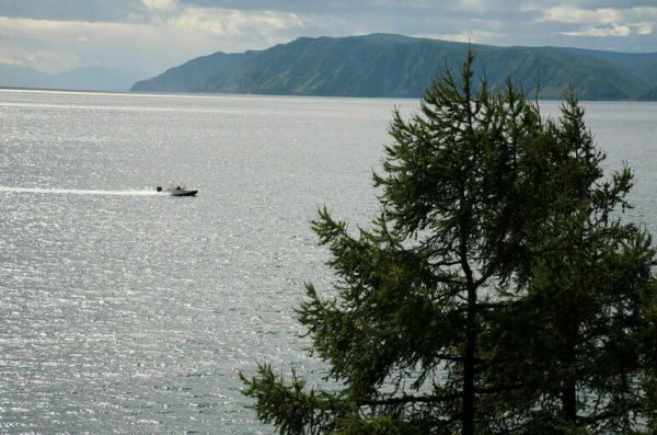 Сгоревший лес на Байкале хотят вырубить