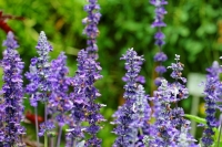 400 километров в час: до 2030 года в России могут построить 41 высокоскоростной поезд