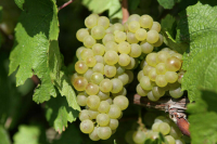 Башанкаев рассказал, как прожить до ста лет