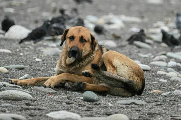 Бродячим собакам смягчили приговор Бродячим собакам смягчили приговор