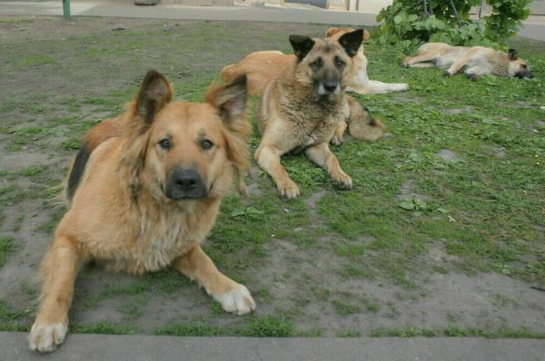 Бродячим собакам смягчили приговор Бродячим собакам смягчили приговор