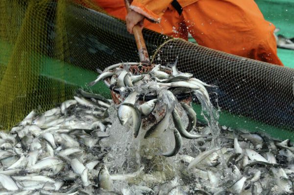 России не хватает собственных семян и рыбы