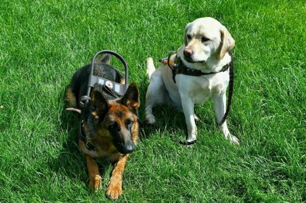 Выплату на содержание собак-проводников предлагают увеличить в 2025 году