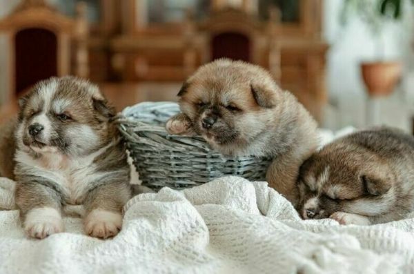 «Черным» заводчикам собак предложат стать самозанятыми «Черным» заводчикам собак предложат стать самозанятыми